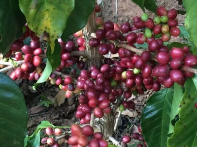 SMOKIN BEANS COFFEE 2lb/40lb - Guatemala Huehuetenango – SpecialtyGrade Unroasted Green Coffee Beans