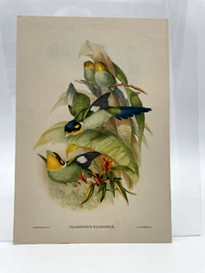 Stampa propagantistica farmaceutica Tritiobil Psarisomus Dalhousl uccelli 1950 - Picture 1 of 2