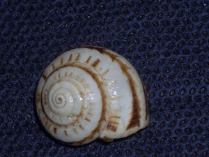 THEBA ANDALUSICA FANTASTIC PATTERN - Imagen 1 de 2