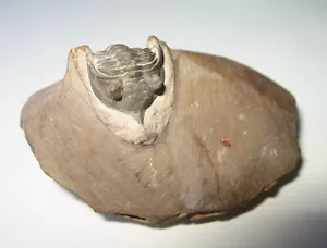 Real Fossil Trilobite Minicryphaeus on Matrix Pseudocryphaeus Morocco - Picture 1 of 10