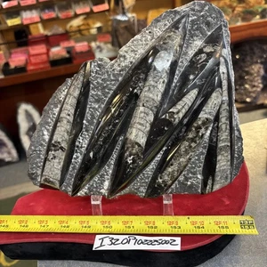 ❤️ Bonita placa de ortoceras 10” X 8” fósiles devónicos pulidos 5 libras - Imagen 1 de 4