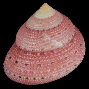 CLANCULUS PUNICEUS (Sur de Mozambique) 20.3mm #47374 - Imagen 1 de 4