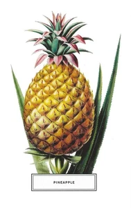 Postcard "Pineapple" New York Botanical Garden MINT - Picture 1 of 1
