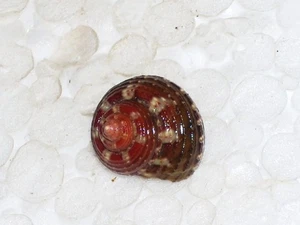 GIBBULA ARDENS AMAZING RED - Imagen 1 de 2