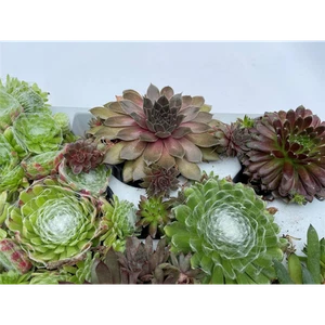 Hauswurz Mix Set - Dachwurz, Sempervivum, winterhart im Topf 9 - 10 cm - 8er Mix - Bild 1 von 4