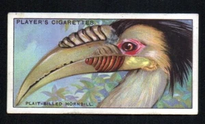 PLAIIT BILLED HORNBILL 1929 JOHN PLAYER CIGARETTES CURIOUS BEAKS #23 EXCELLENT - Picture 1 of 2