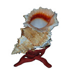 6 to 7" RED MOUTH FROG SHELL BURSA LISSITOMA, BEACH DECOR AQUARIUM A3