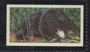 Sloth Bear - Tarjeta de intercambio inglesa de 60 + años # 22 - Imagen 1 de 2