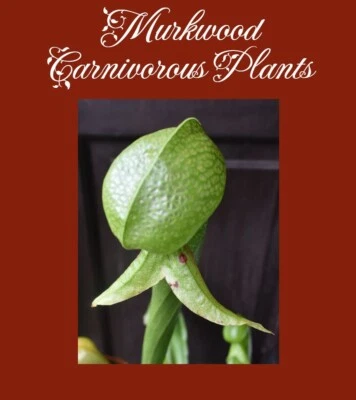 2025 NEW! COBRA LILY Darlingtonia Murkwood's GIANT x SELF Carnivorous Plant SEED - Image 1 of 4