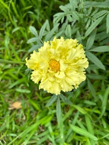50+ Mexican Alaska Marigold Seeds Large Petals Beautiful - Picture 1 of 3