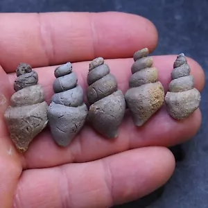5Pcs Gastropod Bivalve Fossils Cretaceous lot Schnecke 24 - Picture 1 of 4