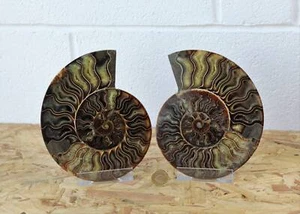 3) Large Ammonite Fossil Pair - Picture 1 of 5