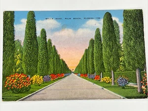 AK Wells Road, Palm Beach Florida FL 158 Australian Pines Trees Gesäumte Straße - Bild 1 von 3