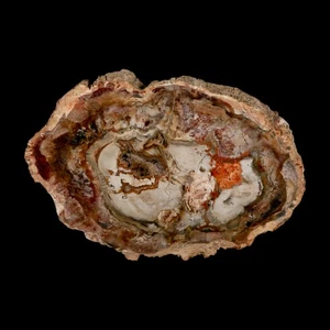 5.5" Fossilized Polished Petrified Wood Branch Madagascar 66-225 Million Yrs Old - Picture 1 of 7