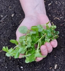 10 × Green Creeping Jenny Unrooted Cutting Plant Water Pond Marginal - Picture 1 of 1