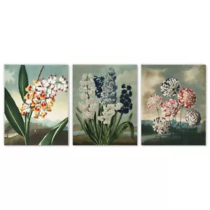 Stampe artistiche da parete botaniche vintage, set di 3 garofano giacinto Renealmia annuente - Foto 1 di 8