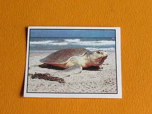 N°272 PANINI WORLD WILDLIFE FUND WWF 1 ANIMAUX A SAUVER 1986 - Imagen 1 de 1