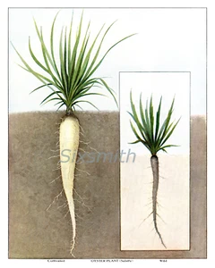Carrots Vintage Botanical Drawing High Res Giclee 8 x 10 Print - Picture 1 of 1