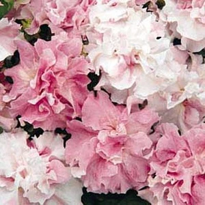 Petunia Double Cascade Orchid Mist Annual Seeds - Picture 1 of 1