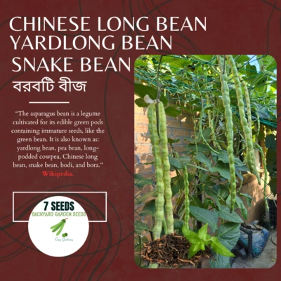 Snake Bean/Borboti/বরবটি/Yardlong Bean/Chinese Long Bean High Yield 7 Seeds - Image 1 of 4