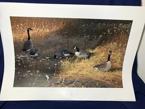 HIERBA NOCTURNA GANSOS CANADÁ DAN MILBERT IMPRESIÓN ARTÍSTICA FIRMADA LITOGRAFÍA 1989 VIDA SILVESTRE - Imagen 1 de 7