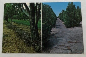 Casoron Dichlobenil Weed & Grass Killer Advertising Postcard (P2) - Picture 1 of 2