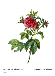 Botanical Print Redoute Roses, Agatha Prolifera, 1978 reproduction print - Picture 1 of 1