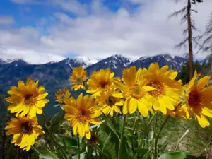 Echte Arnika, Berg-Arnika 20 Samen (Arnica Montana) - Bild 1 von 1