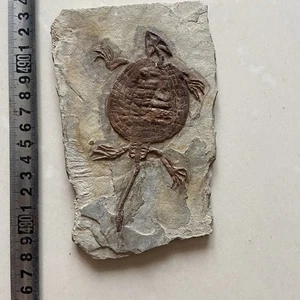Exquisite Insektenfossilien aus der Jura Daohugou Zeit um 002 - Bild 1 von 3