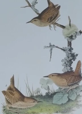 Audubon Octavo 1st Edition Winter Wren Pl 121 Birds of America Book Plate Print - Image 1 of 4