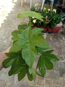Plantas de interior Aralia JAPONICA planta siempre verde muy resistente - Imagen 1 de 7