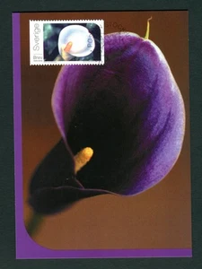 2004 Sweden 5k50 Zantedeschia. Flowers FDC Maximum Card. First Day Maxi Postcard - Picture 1 of 1