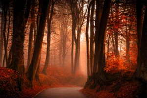 Foggy Forest Abstraction Landscape Nature Autumn Tree Art Wall - POSTER 20x30 - Picture 1 of 4