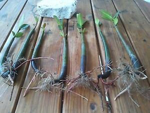 10 Mangroves Live Plants Aquarium Red Mangrove Saltwater Freshwater Seeds Tank