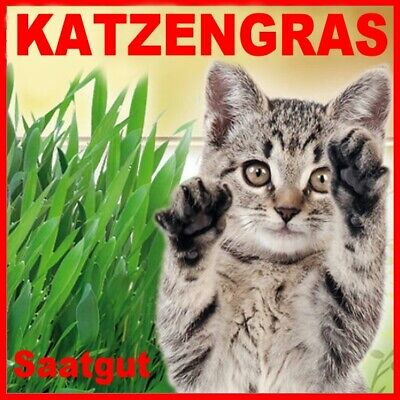 1x XL Katzengras Saatgut Minze Hauskatze Weidel - Lieschgras Vitamine Grünfutter • 1.49€