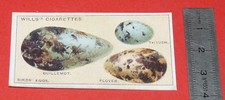 1922 WILLS CARD DO YOU KNOW CIGARETTES? DID YOU KNOW # BIRD BIRD COLOR EGGS