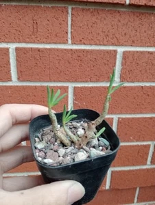 LSN. Tylecodon buchholzianus - Picture 1 of 3