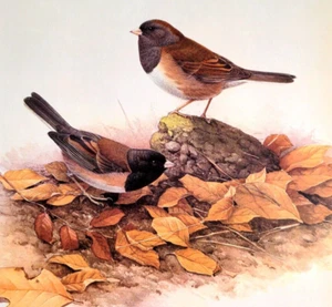 J F Lansdowne Vögel OREGON JUNCO 10X14 Vintage Kunstdruck Book Plate 51 - Bild 1 von 3