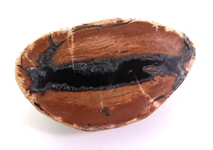 fossiles Holz, Jura, Lune River, Tasmanien, Australien -L105 - Bild 1 von 6