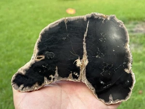 Polished Pyrite Petrified Wood (Sloanea) Yegua Formation - Picture 1 of 7