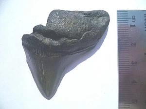 LOTE 73 FOSSIL DIENTE (MEGALODON MAKO BLANCO HEMYPRISTIS, ETC...) - Imagen 1 de 2