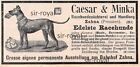 Caesar & Minka Rassehunde - Bahnhof Zahna - 1906 - Historische Werbung ~10x5cm