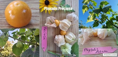Physalis Sorte: Preciosa - Bild 1 von 4