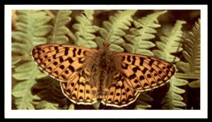 Grandee British Butterflies 1983 - Pearl-Bordered Fritillary No. 5