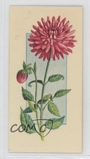 1977 Carreras Craven Black Cat Flowers All the Year Round Tobacco Dahlia #34 2p7