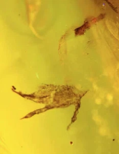 Burmite Fossil Cretaceous amber Lizard legs insect Burmese Fossil amber Myanmar - Picture 1 of 7