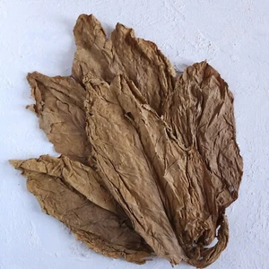 Tabakblätter ''Burley'' 0,5kg  Klasse 2 (Tabak,Tabakpflanzen) - Bild 1 von 3