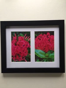 Bright Pink Tropical Flowers Framed Flower Photos 11.25" x 9.25" - Picture 1 of 4