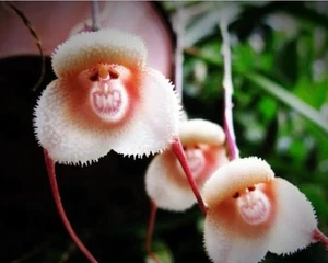 10PCS Orchid Seeds Beautiful Plant Flower Garden Rare Special Funny Monkey Face - Picture 1 of 4