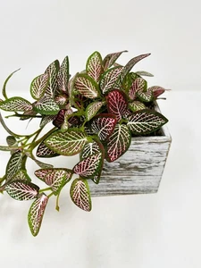 Small 8" tall Artificial PINK FITTONIA NERVE Silk potted plant, White wood box - Picture 1 of 7